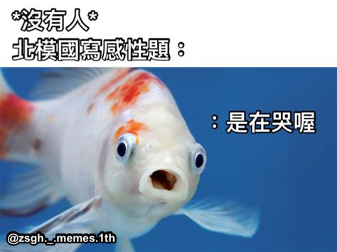 金魚 梗圖